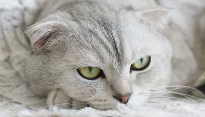 中国足球职业联赛完善赛事突发状况应对机制，中国足球职业联赛正式开始